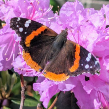 Crystal Weis "Red Admiral on a Rhododendron" May 3, 2024
