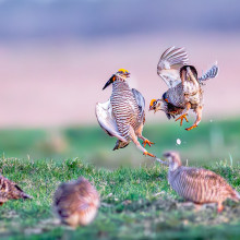 Joe Riederer "Male Prairie Chicken Showing Off for Hens" April 19, 2024