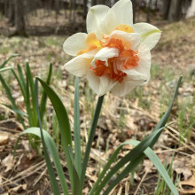 Virginia Suarino "Spring at Last" April 22, 2024