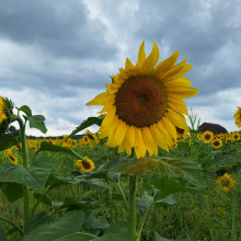 Heather Adkins - Sunny Side of Life