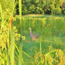 Karen Boer - Cranes Hidden in the Grass