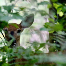 Susan Treml - A Fawn Is Watching for Its Mom