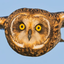 Joe Riederer Face to Face with a Short-eared Owl